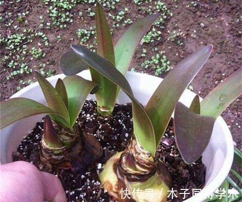 脸大|公认好养的“大漂亮花”，大球随便丢土里，花朵鲜艳比脸大