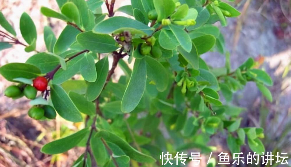 风湿痛|农村两种自带毒性的植物，为何如此受大家欢迎？