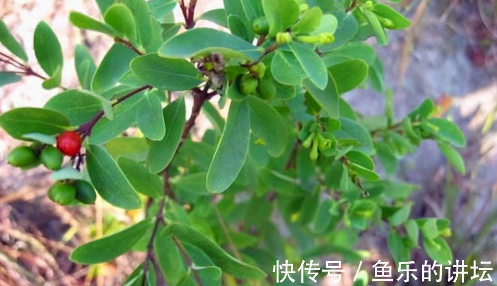 风湿痛|农村两种自带毒性的植物,为何如此受大家欢迎?