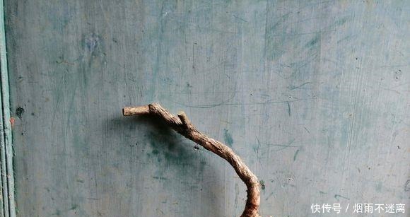 玩盆景造型很重要哦,就像这两个六月雪素材,这样培育真的美翻了!