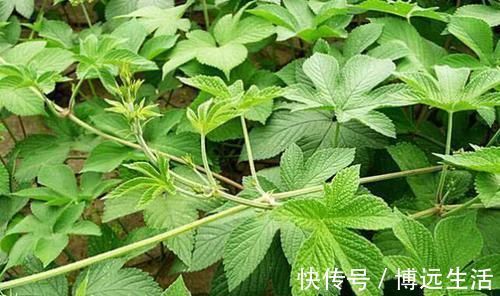 三角形|农村常见的一种野草,是“皮肤瘙痒”的克星,一涂很快就见效