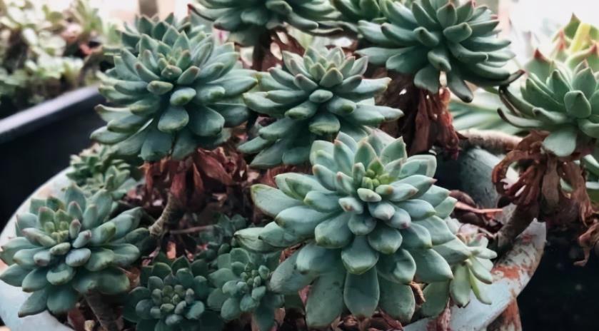 夏天养多肉,哪些时候不适合浇水?怎么浇水好?