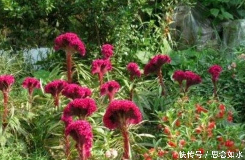 这种大红花在农村称“鸡冠花”,炒肉吃是一绝,连治病也有奇效