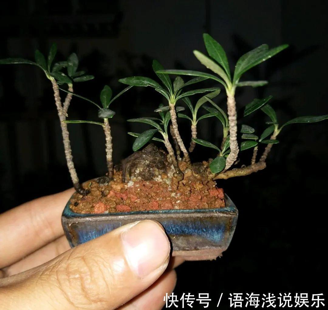 海螺壳|君子兰越小越值钱，养了4年，只有硬币大！