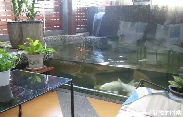 鱼缸和池还可以这样结合?只能说很有想法,有钱我也搞一个!