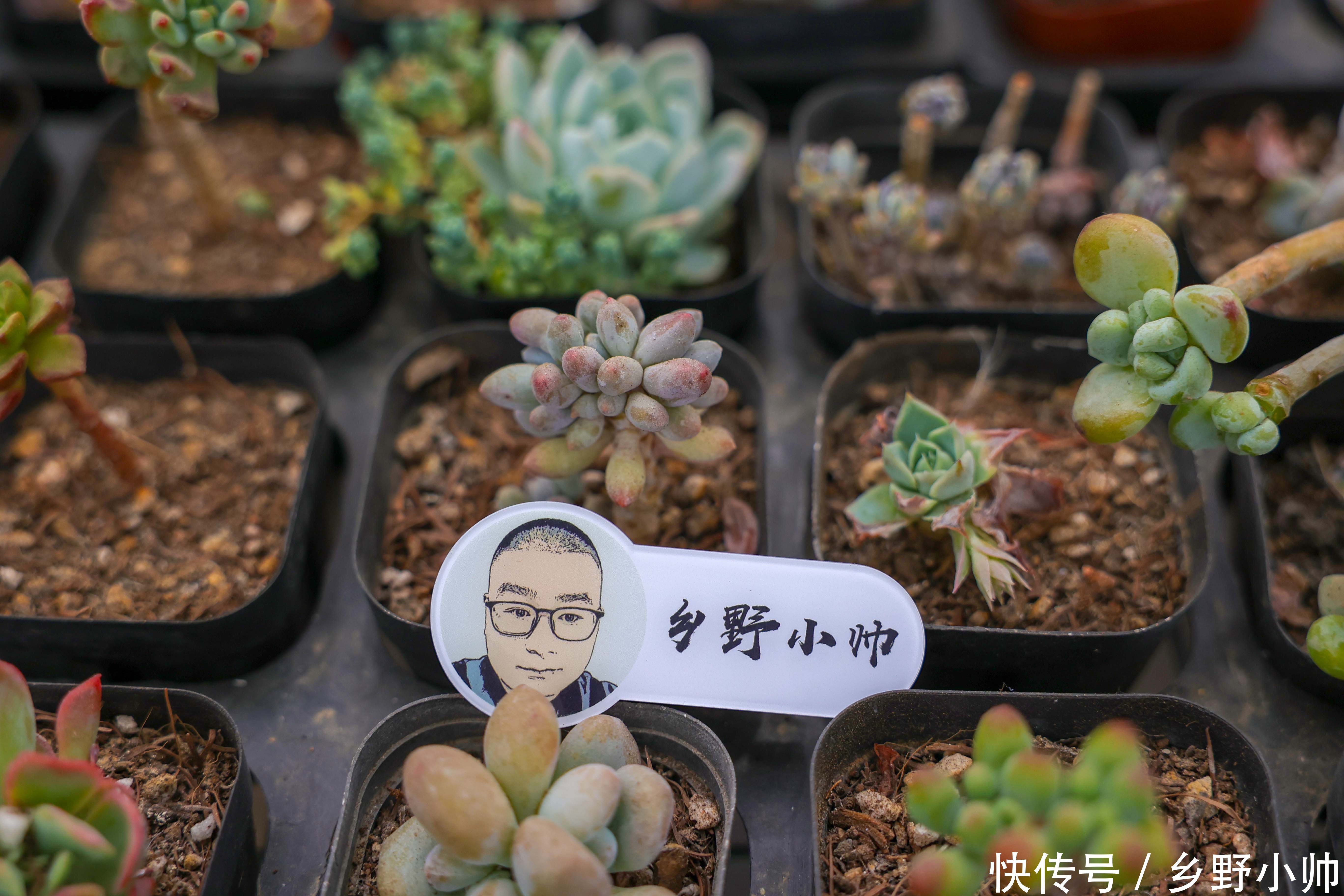 多肉植物|下边几种多肉，叶片很小，状态却美翻了