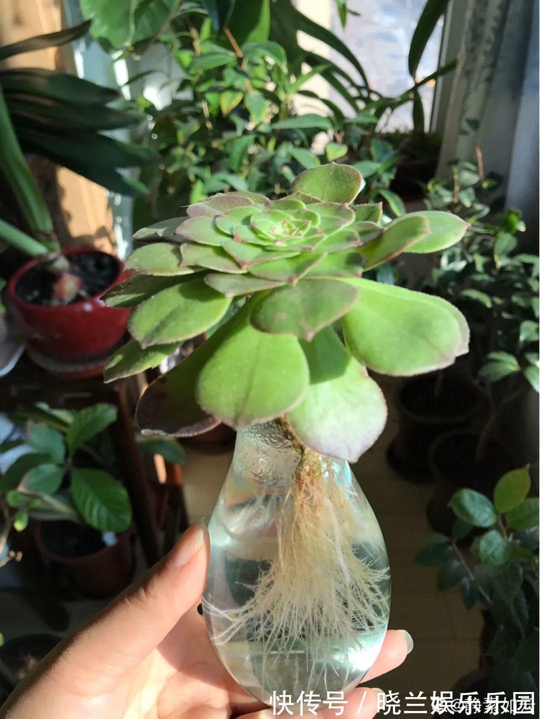 最难养的7种花,丢水里反而蹭蹭长,根系长满瓶!