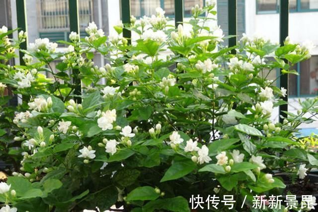 满枝|3种花都是“酸水”喂大的,每月浇点醋,黄叶消失,花满枝