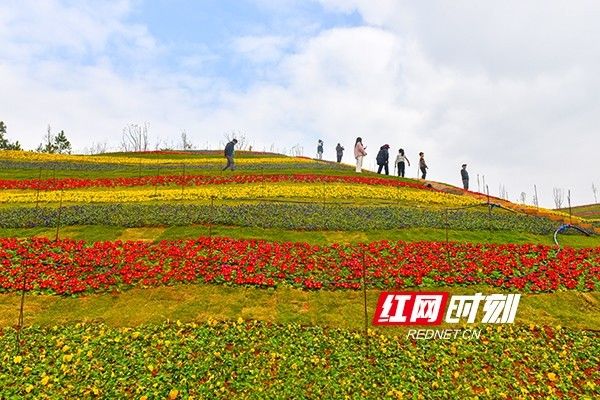 老桩杜鹃|湖南衡东县一网红打卡地花奇里开园