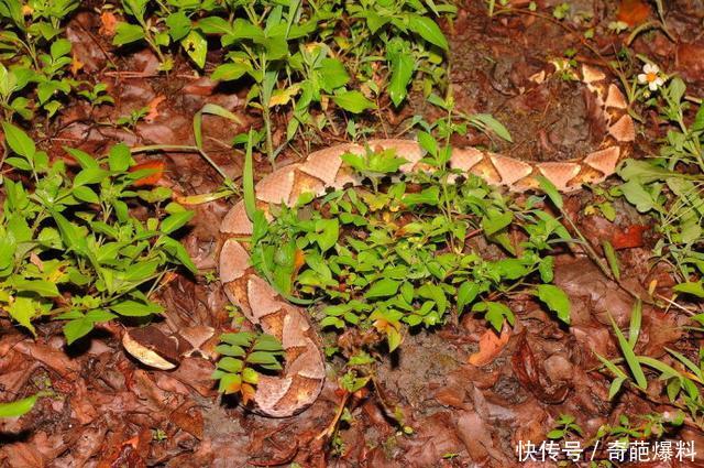 中国十大毒蛇之一的尖吻蝮,又叫五步蛇,非洲平头哥不敢惹他