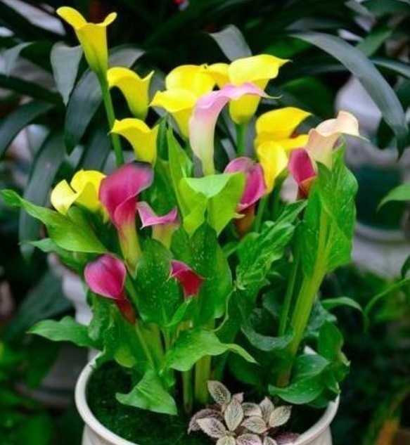 区别|早上、中午、晚上浇花“区别大”难怪总是养不好花，要这样浇！