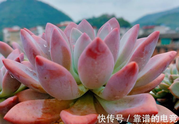 多肉奥普琳娜和娜娜小勾风格不同,一个以胖取胜,一个则娇俏可爱