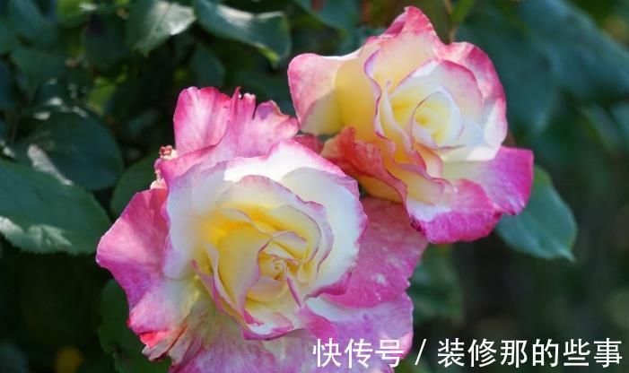 黄叶|月季大量黄叶，甚至变成了光杆，怎么办