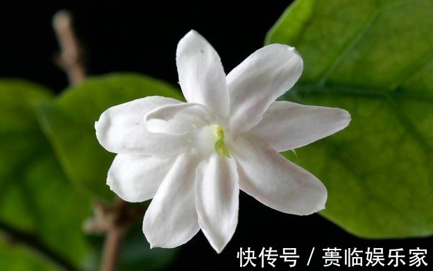 茉莉花的修剪时间特别重要，剪错了，植株开花少，很难再开爆