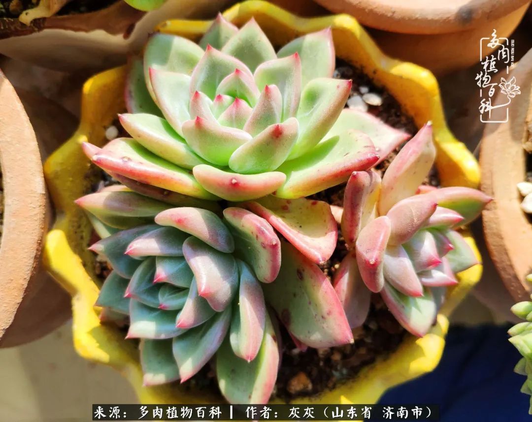多肉植物|养多肉四年，铁打的盆盆流水的肉，无需多问，问就是喜欢！