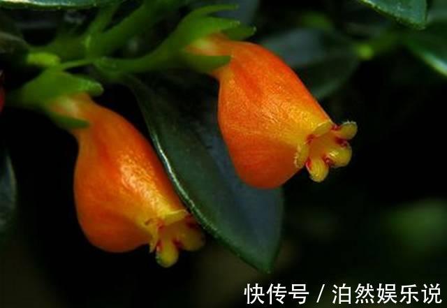 爆盆|养花技巧10种吊兰，好扦插，易爆盆，掐一根一插就是一大盆！