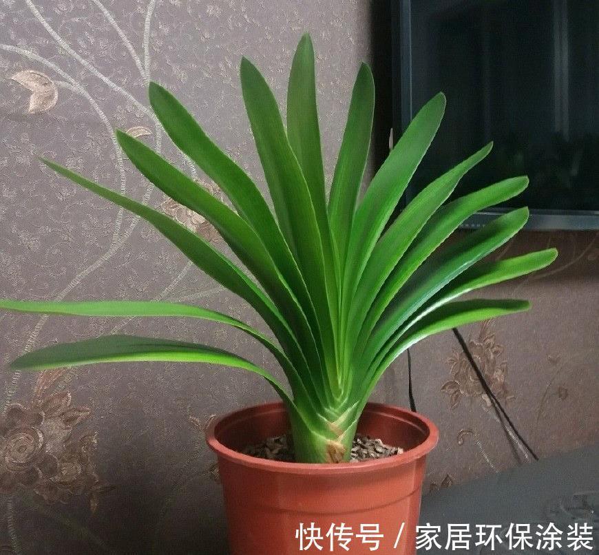 浇水|4种不娇气的花，管理很粗犷，照样能开花，枝叶美到爆