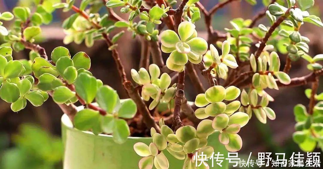 美观|马齿苋属多肉三种你分清了吗?一起认识一下吧,美观清丽又脱俗