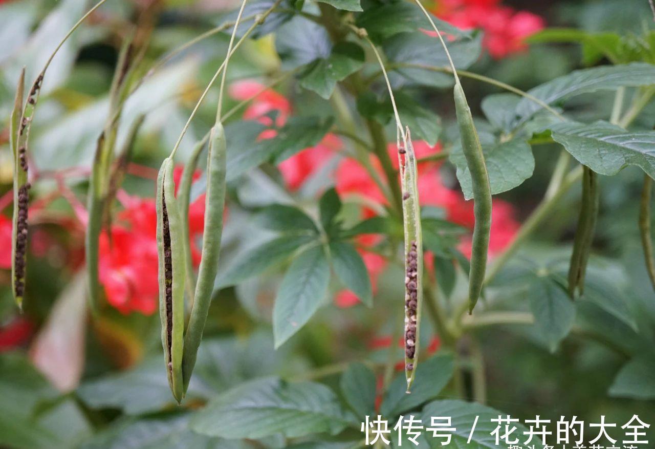 阳台上|有院子可尝试种些夏秋不断开花的醉蝶花,还能养成大型盆栽