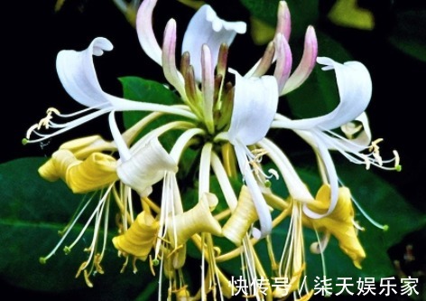 叶状|喜欢菊花，不如养盆“黑牡丹”初乌，黑如墨炭，妖艳有光泽！