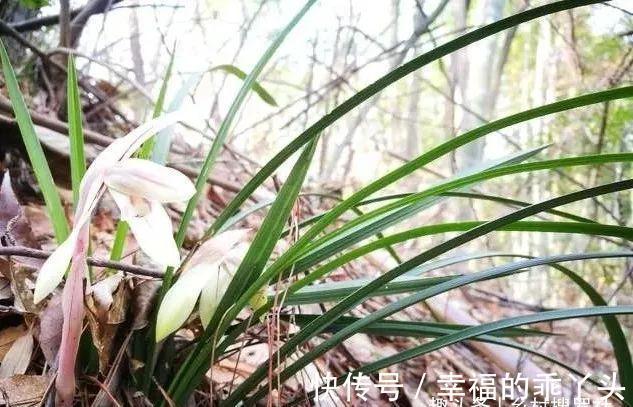 怎样养春兰蕙兰,才能开花香、花期更长?低温作用不可忽视