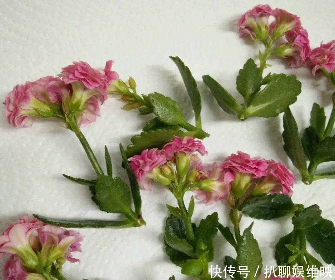 扦插|多肉扦插不用土,胶囊板一套,3天就能冒白根!