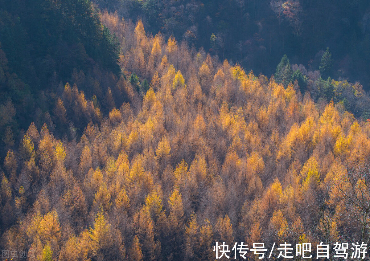 蜀山皇后|被低估的阿坝，人人都听过却极少人去过，春夏花开遍野，艳惊四座