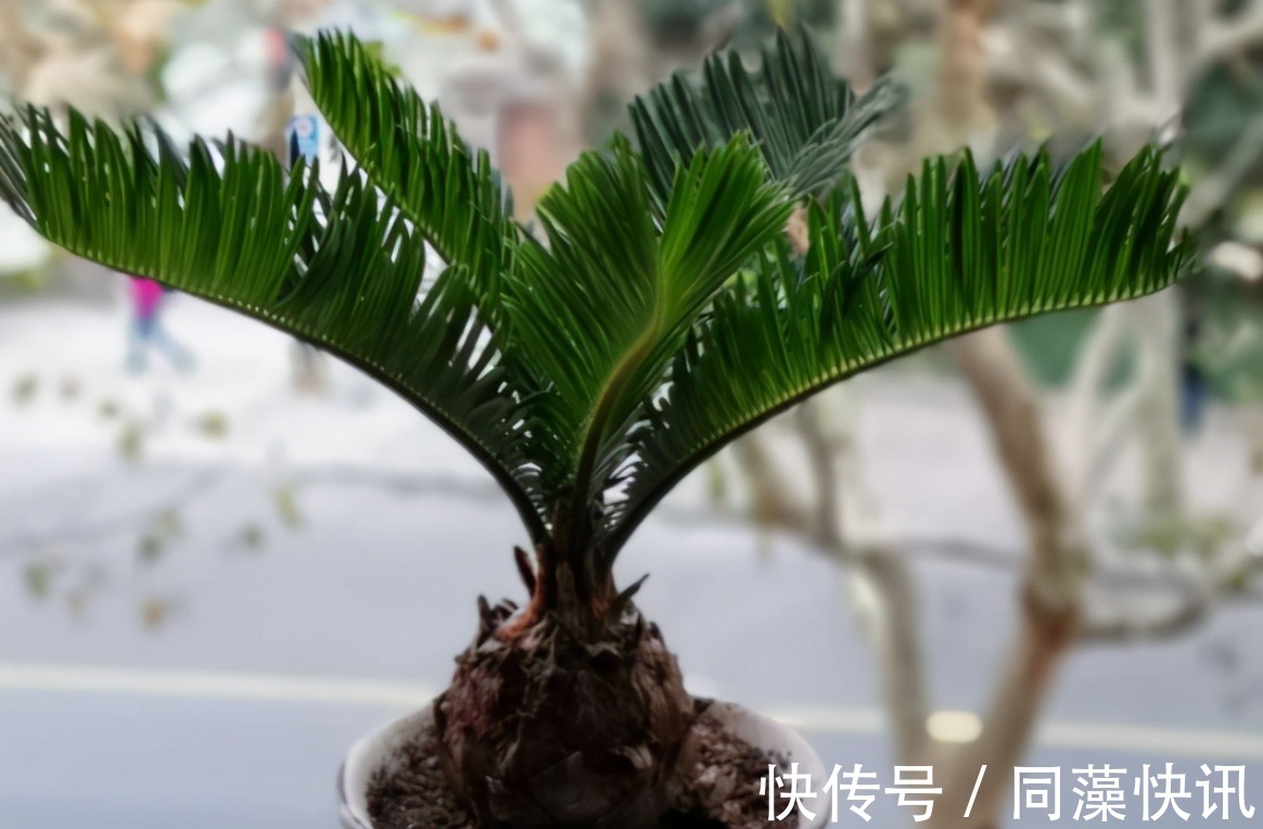 养花“贵精”不在多,养上这“3种”,谁看了都喜欢