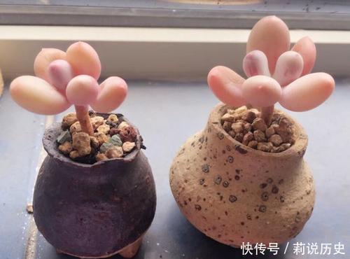 盘点10款水灵圆润的多肉植物,每一款都萌化人心,值得拥有!