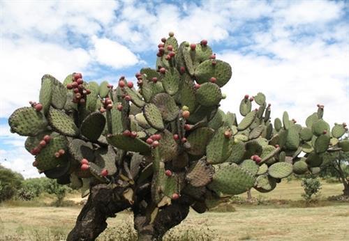 仙人果|仙人掌高10米,开黄花,挂红果,长成几十年的树,太霸气了