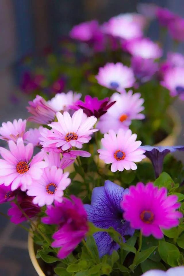 心中有花园，自然有花开