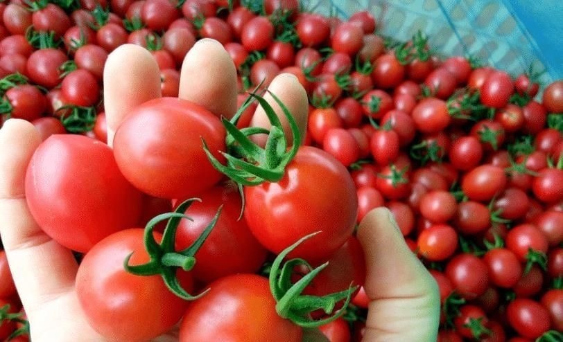 买圣女果时不能只看价格,遇见这4种,多便宜也不能要