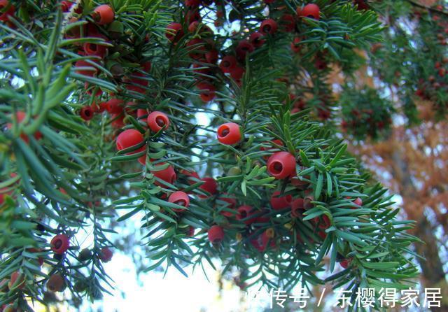 授粉|红豆杉只开花不结果,只要找准原因及时解决,满树结满红果果