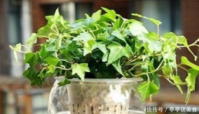 新手|6种花,丢水里就疯长,懒人新手都能养爆盆