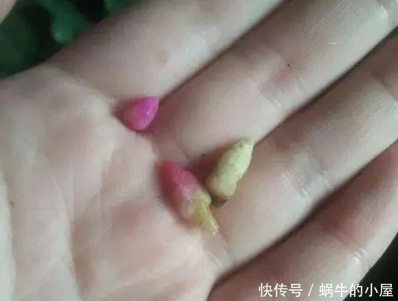底肥|养花技巧:蟹爪兰一片叶子,蹿出10个花苞,给它喂啥好东西了