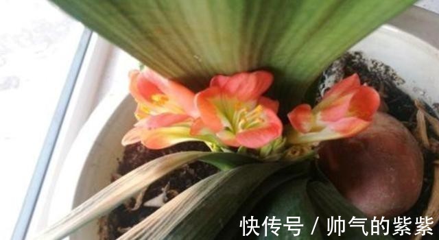 侧芽|发现君子兰“鼓大包”，一定要重视，原因有3个，其中两个是惊喜