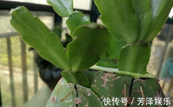 蟹爪兰接仙人掌,这么做“伤口”很快愈合,花开艳丽