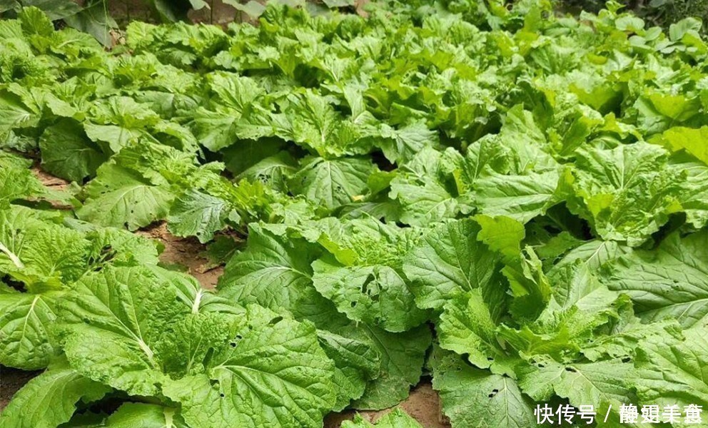 包饺子|秋天,吃红薯吃土豆不如吃它,正大量上市,1元1斤,包饺子特香