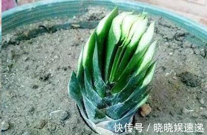 原来君子兰也能修剪根系叶片唰唰剪，开花硕大叶油绿！