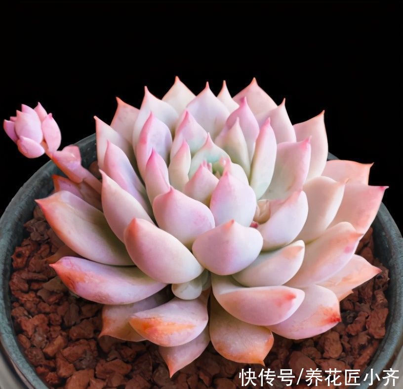 养多肉浇水记住3句“口诀”，叶片“胖乎乎”，养出漂亮状态