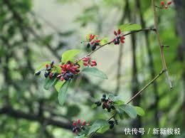 这树价值珍贵,树根更是稀罕物,内含“黄金”,但看见请好好保护