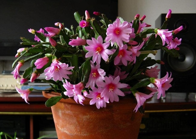 蟹爪兰迎来花期,养护避免“4个动作”,花苞一个不落,越开越美