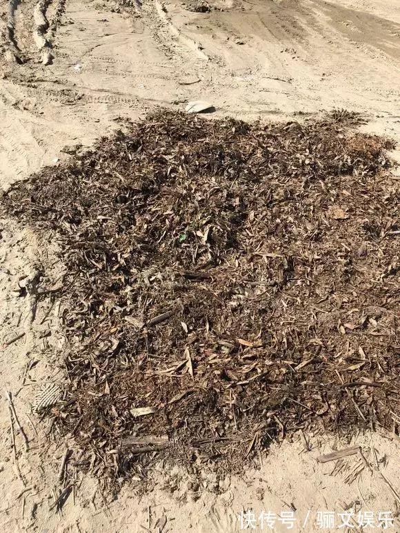 土土质|竹林下的1种土,是养花“极品土”,掺在盆里,啥花都能长得旺!