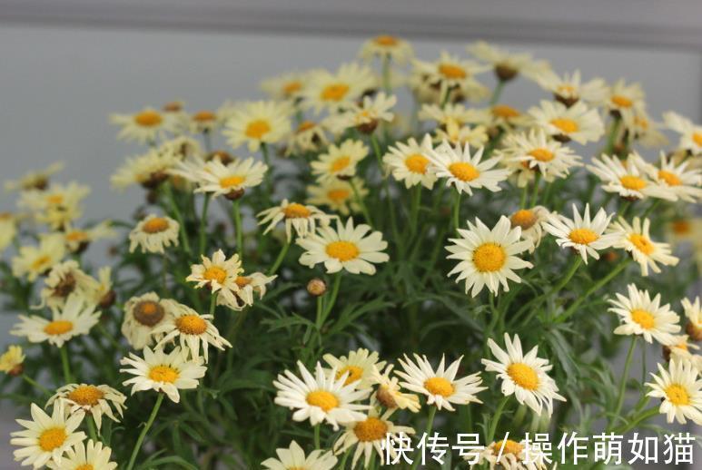 6种花爱“吃土”，10月赶紧换盆，不然长势弱来年花量减半
