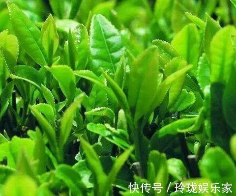 毛细血管|保护血管防止血栓，你需要日常多摄取三类营养素