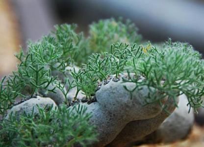 多肉怎么不红呢?