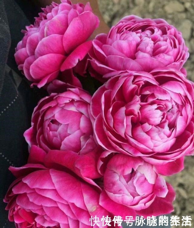 花瓣|这花开得太漂亮了,简直就是神仙颜值,难怪大家称它为“妖花”!