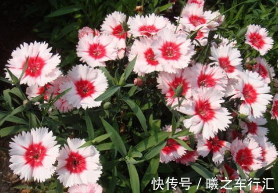 花朵|4种花美的出奇,花好看名字也好听,阳台变成温馨小花园