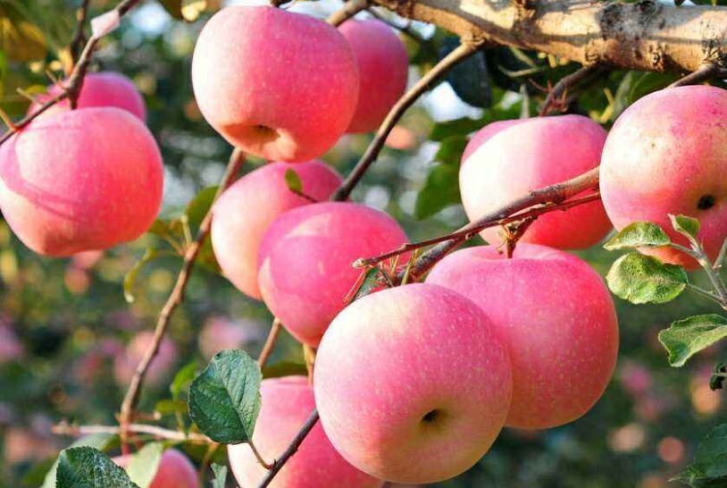 苹果很多人都爱吃,吃之前煮一煮,2个好处悄悄找上你