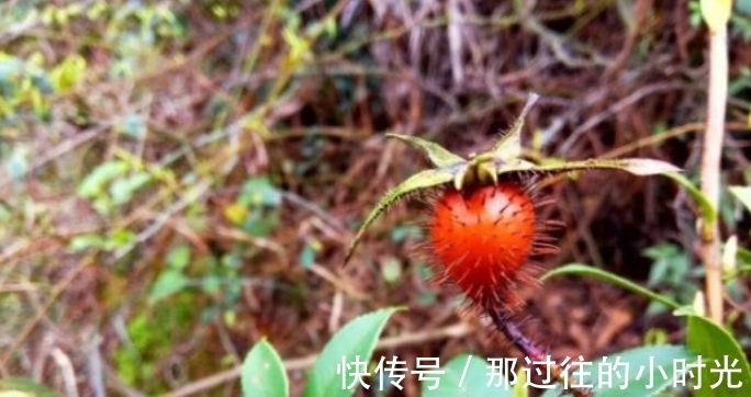 花瓣|农村这种长满刺的植物,果实可以酿酒,男人喝了有好处